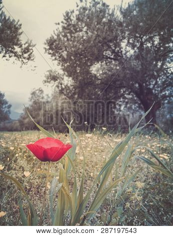 Red Poppy Flower In Spring Olive Garden On Island In Greece