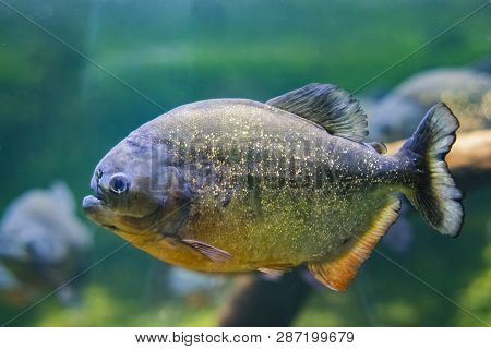 The Red-bellied Piranha, Also Known As The Red Piranha Pygocentrus Nattereri, Is A Species Of Piranh