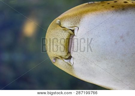 The Head Of Zebra Shark Swims At A Coral Reef In The Indian Ocean.