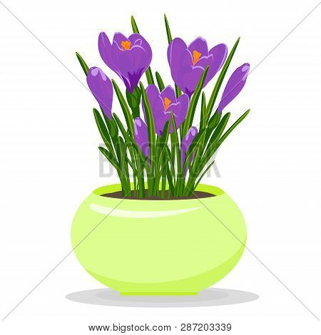 Violet Crocuses In Yellow Flowerpot. Groving Up Saffron Flowers. Vector Illustration