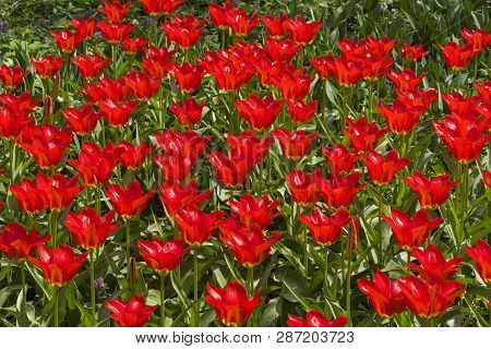 Tulipa Of The Purissima King  Species On A Flowerbed.
