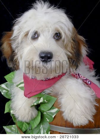 Cavachon pies