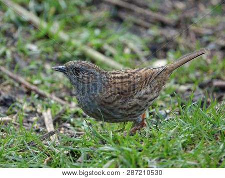 Hedge Sparrow (prunella Modularis) During Early Spring