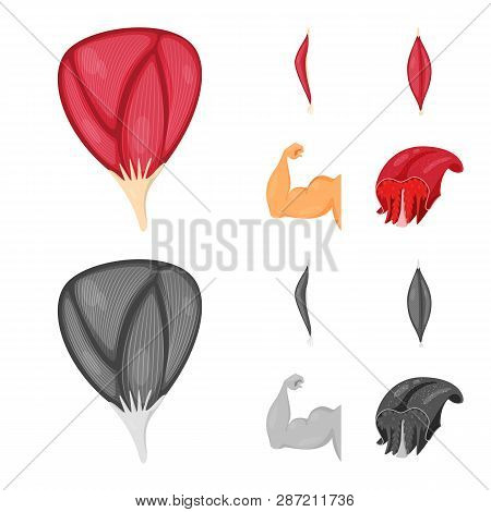 Vector Illustration Of Fiber And Muscular Icon. Collection Of Fiber And Body  Stock Vector Illustrat