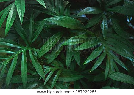 Tropical Green Leaves Of Lasia Spinosa On Dark Background, Nature Summer Forest Plant Concept.green 