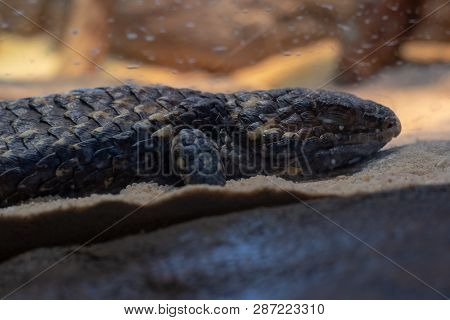 Singleback Skink (trachydosaurus Rugosus) From Close While Sleeping