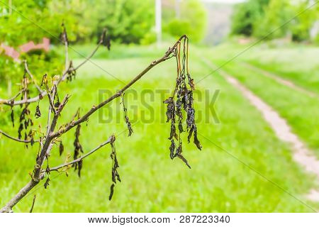 Walnut Leaves After Frosting. Dried Frozen Tree Leaves In Spring After Cold Nights. Loss Of Harvest 