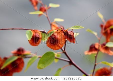 Branches Of Jerusalem Thorn Or Paliurus Spina Christi Or Garland Thorn Or Christs Thorn Or Crown Of 