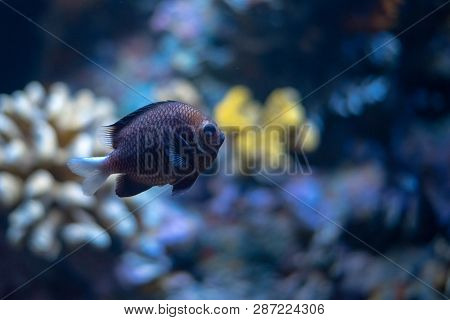 Black Hawaiian Dascyllus In The Sea (dascyllus Albisella)