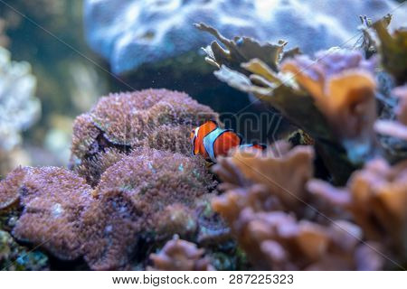 Orange Clownfish Swimming In A Coral Reef