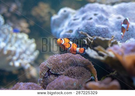 Orange Clownfish Swimming In A Coral Reef