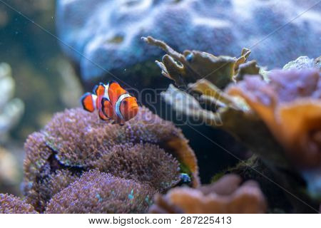 Orange Clownfish Swimming In A Coral Reef