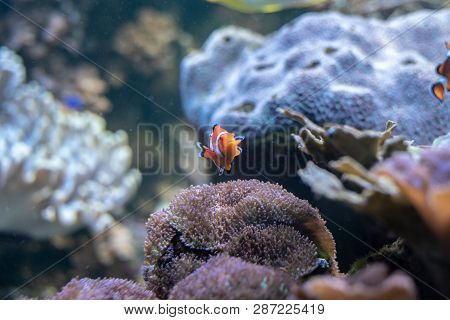 Orange Clownfish Swimming In A Coral Reef