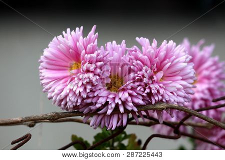 Bunch Of Densely Planted Chrysanthemum Or Chrysanths Flowering Plants With Fully Open Blooming Viole
