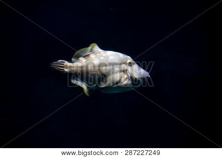 White Spotted Filefish (cantherhines Macrocerus) Swimming In The Dark