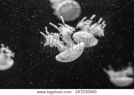 Jellyfish Swimming In The Open Sea
