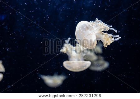 Jellyfish Swimming In The Open Sea