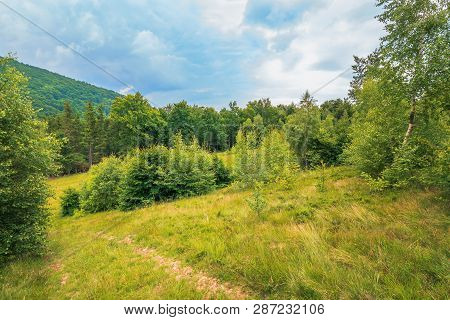 Summer Scenery On A Cloudy Day In Mountains. Meadow On Hillside Near The Forest. Mixed Beech, Spruce