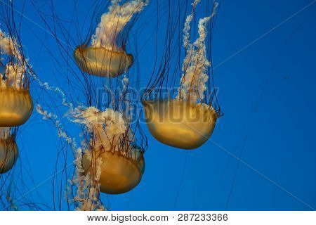 Jellyfish Swimming In The Open Sea