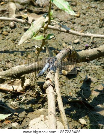 Photo Of A Beautiful Broad-bodied Chaser Sitting On A Branch