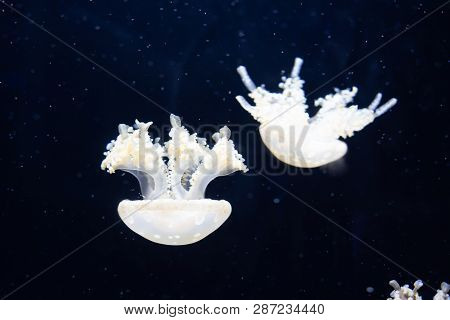 Jellyfish Swimming In The Open Sea