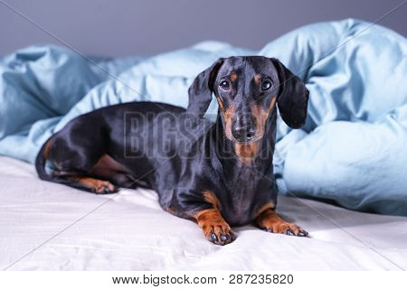 Cute Little Dachshund Dog, Black And Tan, Lying On Bed. Pets Friendly  Hotel Or Home Room.