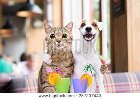 Dog Jack Russell Terrier And Cat Hugging Each Other In The Cafe