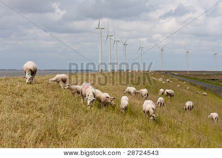 Pastva ovcí na valu s velkými opravené Windturbines v Nizozemsku