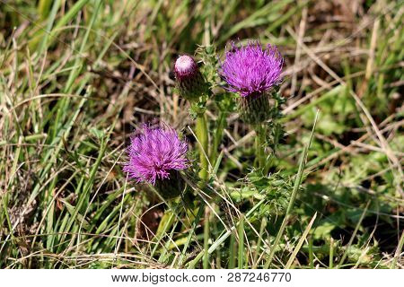 Greater Burdock Or Arctium Lappa Or Edible Burdock Or Lappa Or Gobo Or Beggars Buttons Or Thorny Bur