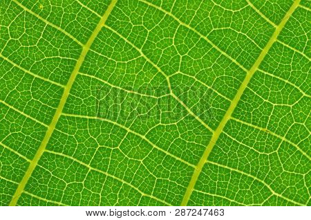 Green Leaf Texture. Macro Photo. Abstract Nature Background.