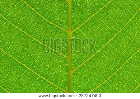 Green Leaf Background. Leaf Texture. Macro Photo. Abstract Nature Background.
