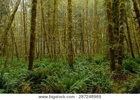 Misty Green Forest With Ferns Covering Ground In Washington Rainforest