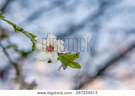 Almond Blossom. Spring Background Almond Blossoms Jerusalim