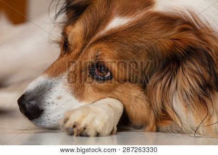 Sad Dog. Cute White Brown Dog Of A Greek Sheperd Breed, Laying On The Floor, Closeup View On Head