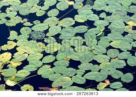 Local Lake Fully Covered With Water Lily Or Nymphaea Aquatic Rhizomatous Perennial Herb Plant Yellow