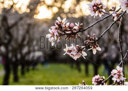 Flowering Almond Trees
