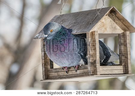 A Gray Pigeon With Rainbow Neck And Bright Eyes Is In A Yellow Wooden Bird And Squirrel Feeder House