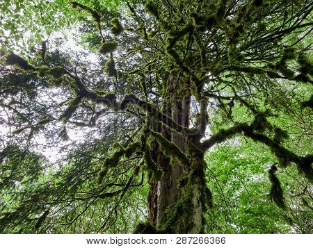 Crown Of Old Dry Wood Overgrown With Moss In A Dense Rainforest In Cloudy Day. Mossy Wood Texture. O