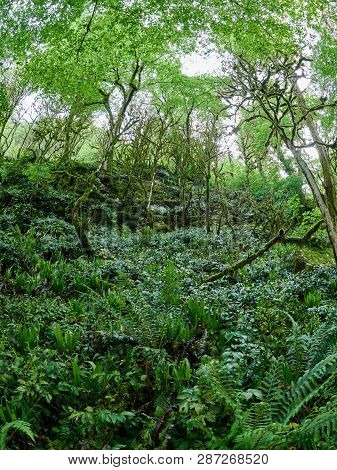 Footpath In A Thick Green Forest On A Cloudy Day. Boxwood Without Leaves, Destroyed By Butterfly Box