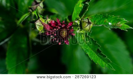 Flower Of Purple Marshlocks Or Swamp Cinquefoil, Comarum Palustre Macro, Selective Focus, Shallow Do