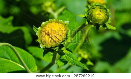 Blooming Telekia Speciosa Yellow Flower Buds Macroat Flowerbed With Bokeh Background, Selective Focu