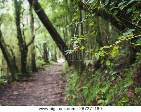 Close Up Of Lush Green Tropical Vegetaion Ivy, Moss And Ferns On Footpath At Hiking Trail In Forest 