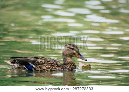 Lone Duck Swimming In The Pond Animal Water