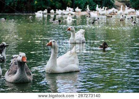 Group Of Ducks Geese Swimming In The Pond