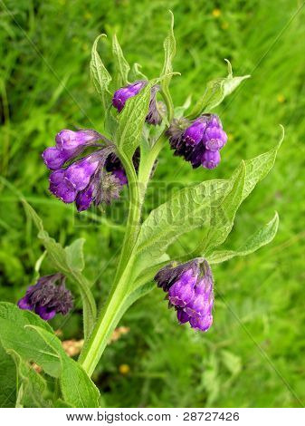 comfrey herb with lila flowers blooming at spring