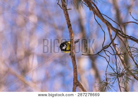 The Great Tit (parus Major) Is A Passerine Bird In The Tit Family Paridae