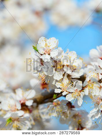 Full Of Blossom Flowers  Branch Apricot Tree In A Spingtime