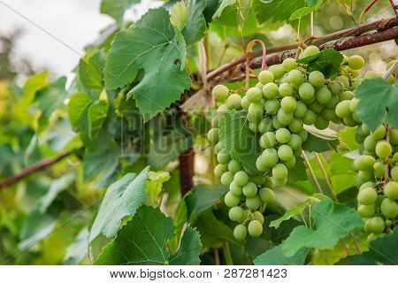 Green Young Wine Grapes In The Vineyard. Beginning Of Summer Close Up Grapes Growing On Vines .