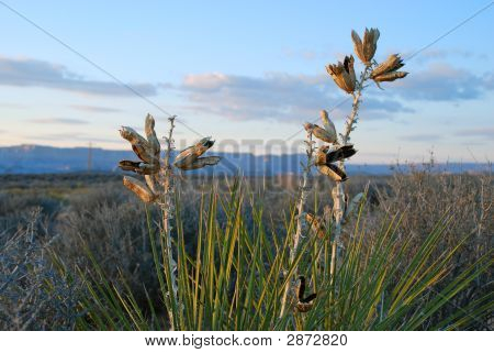 Juki z Seedheads_Edited1