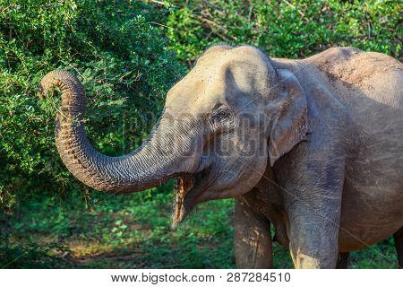 Closeup Profile Of Asian Elephant Reaching For Leaves In Yala National Park